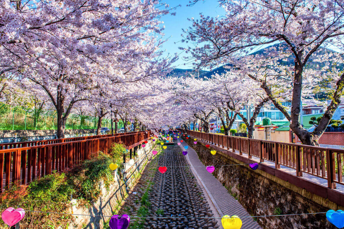 Festival cherry blossoms in jinhae