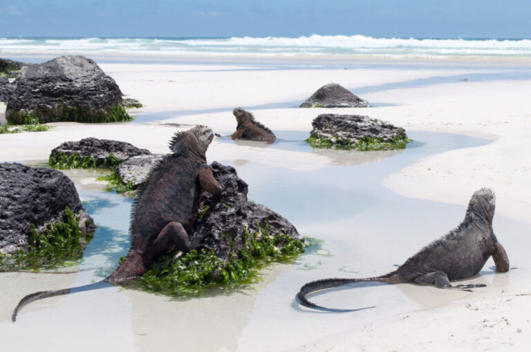 The 5 Best Hostels in Galapagos