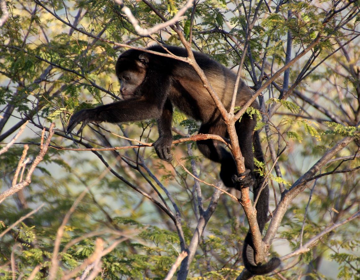 Garza Nosara