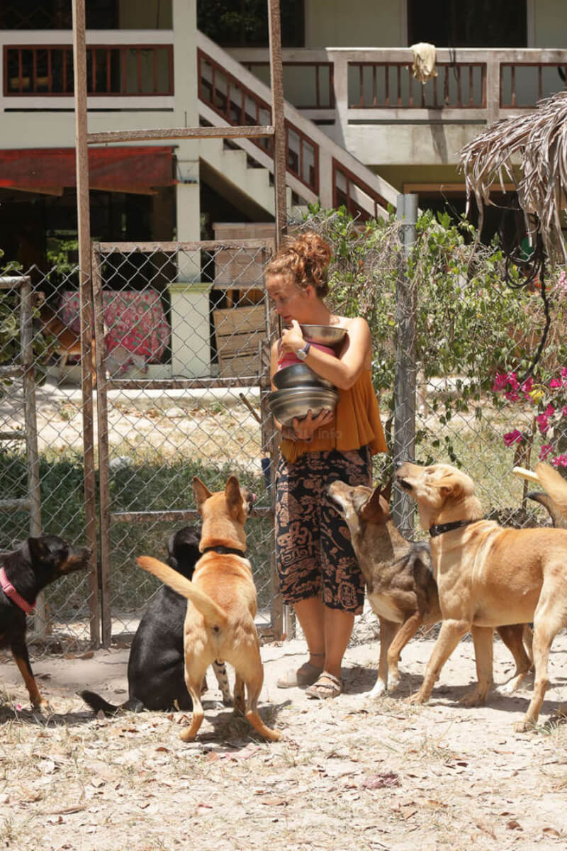 Help in a Dog and Cat Sanctuary in Thailand