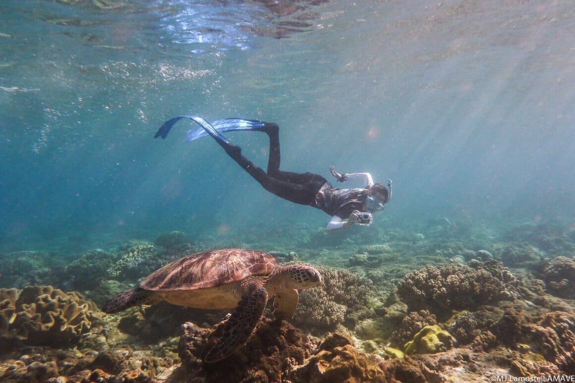 Marine Research with LAMAVE in the Philippines