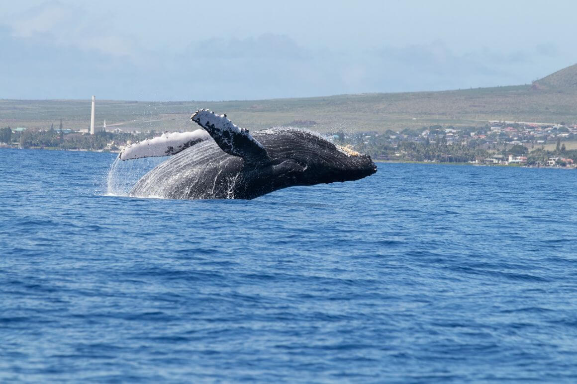 Whales Humpback Lahaina