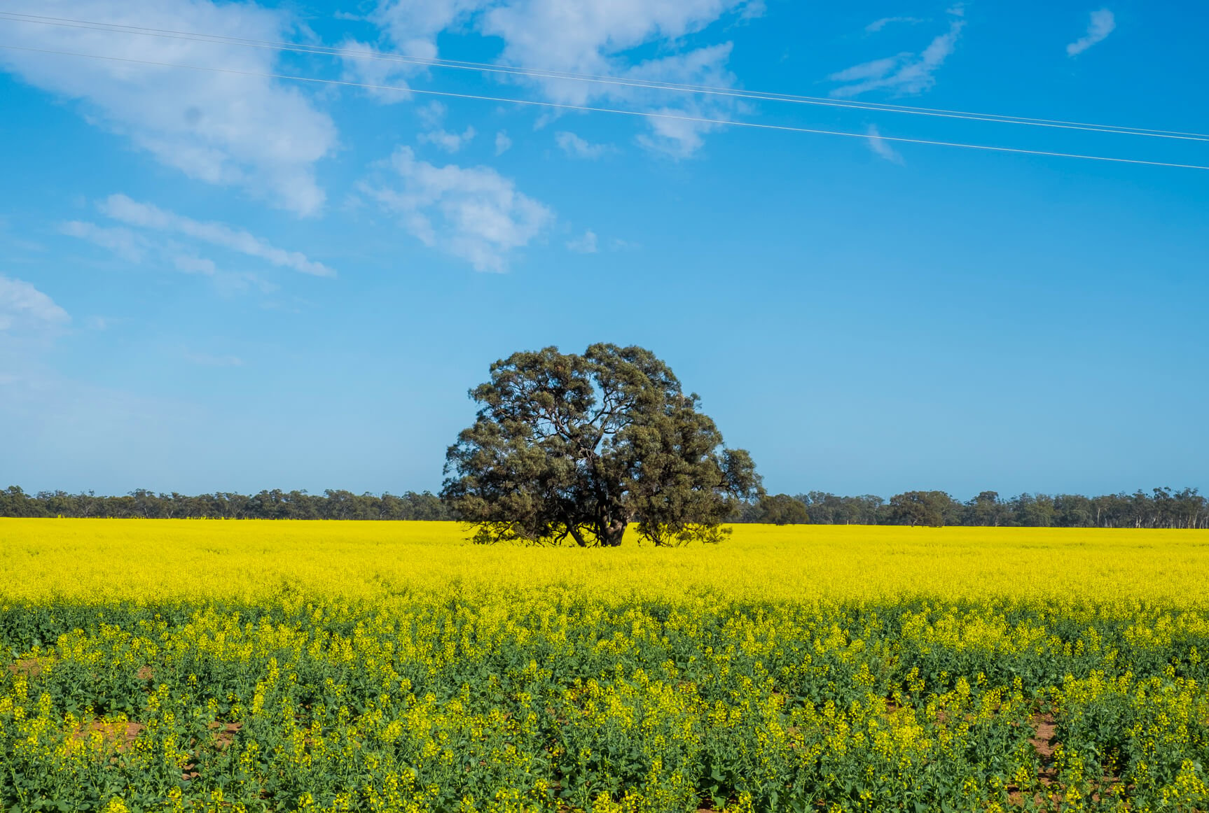 A canola field in bloom seen while road tripping through New South Wales, Australia.