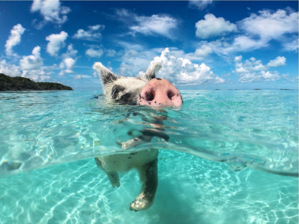 A pig swims in crystal clear blue water in the Bahamas