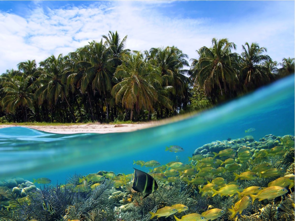 Under the water in the Caribbean are some reef fish while on the beach there are palm trees. 