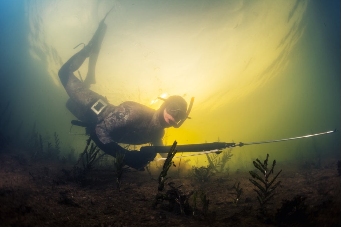 A diver holds a speargun and dives in shallow murky water