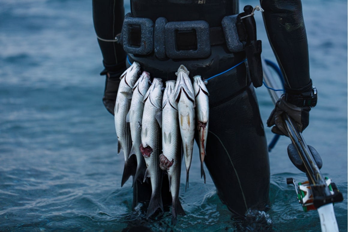 A man with six fish on his belt and a speargun in his hand looks at the water. 