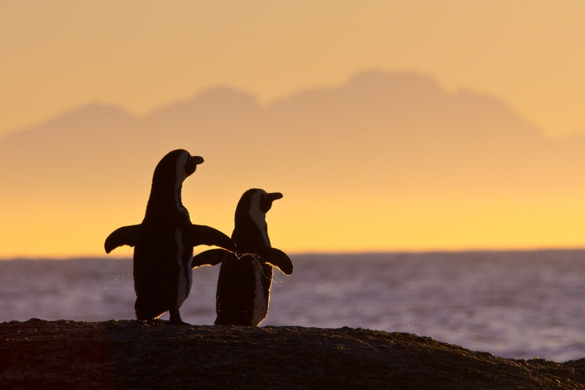 two gay penguins in cape town