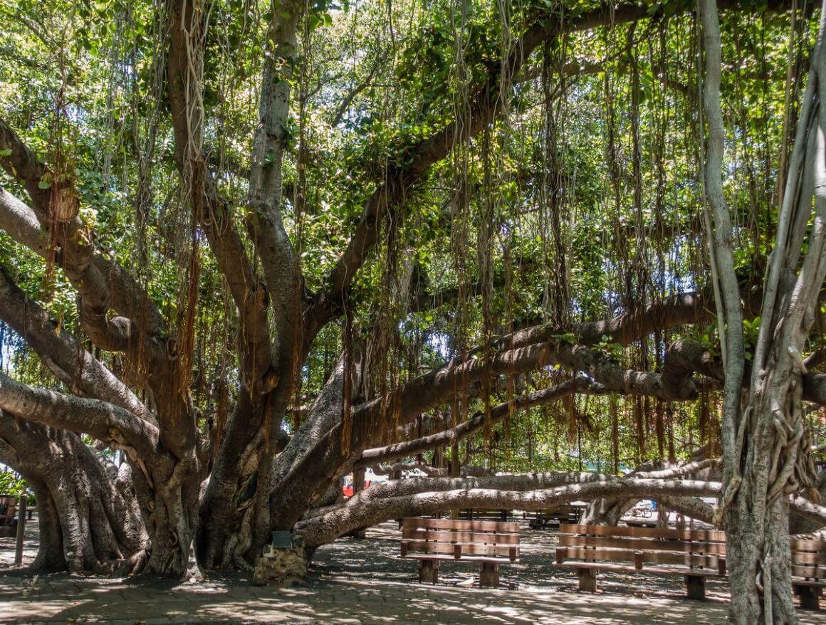 Banyan Tree Lahaina