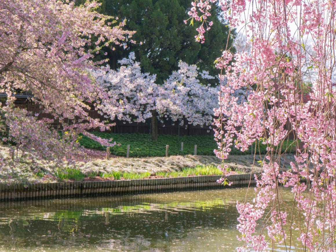 Cherry blossom festival in Brooklyn NY