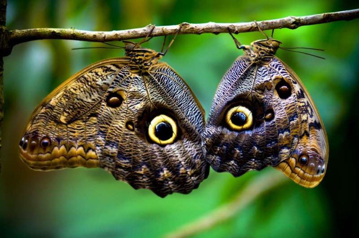 Educational Butterfly Program Costa Rica