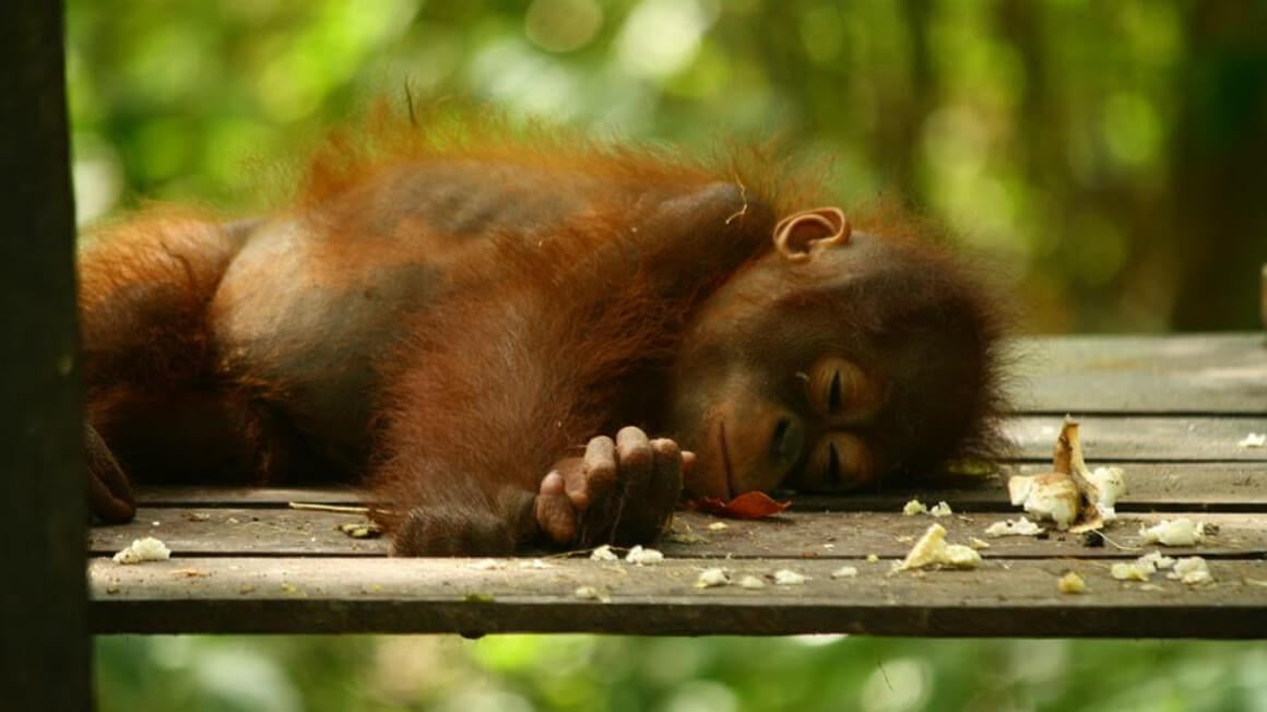 Matang Wildlife Rescue Centre