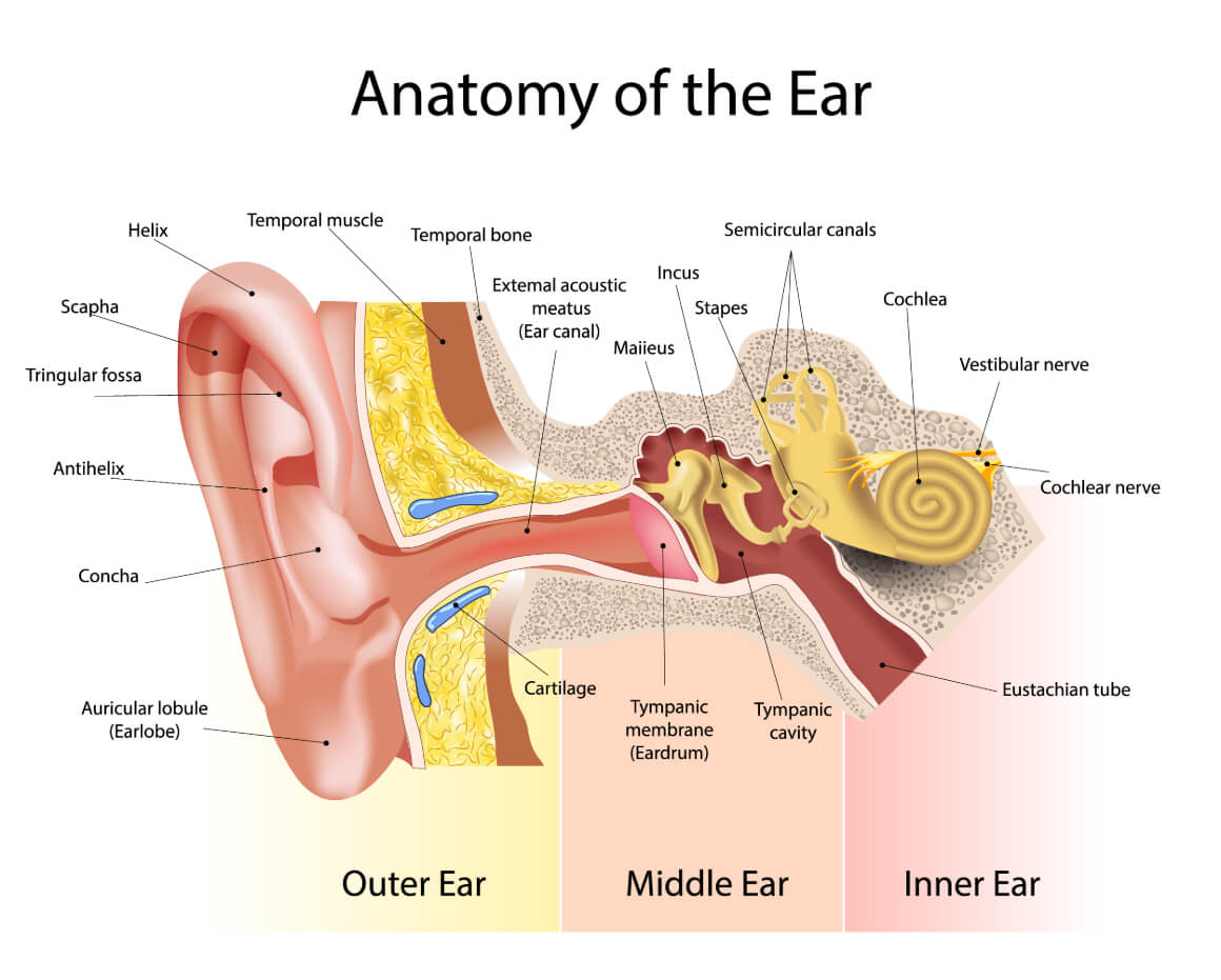 freediving 101 middle ear nerd diagram