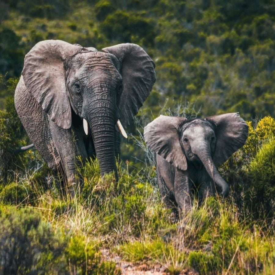 Big 5 African Wildlife and Conservation South Africa