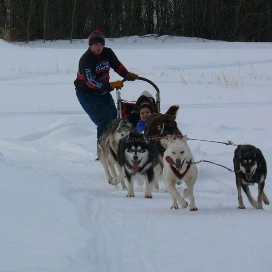 Care for dog sledding huskies