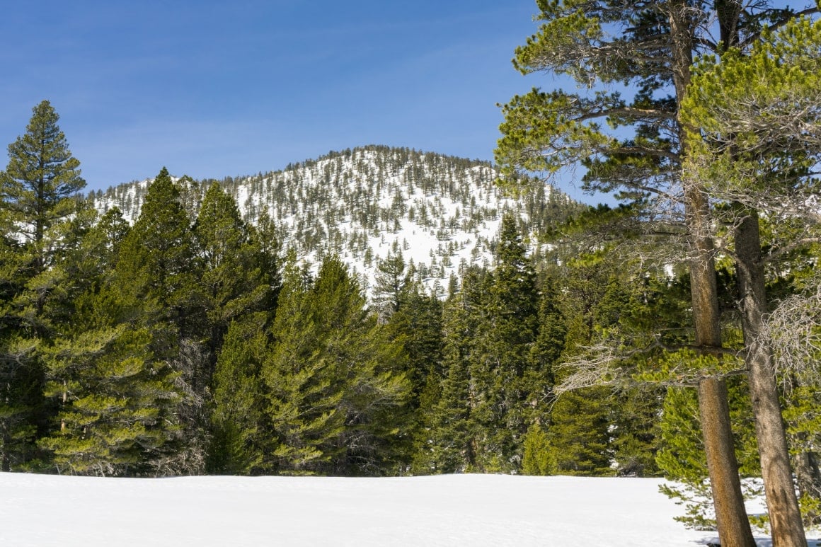 San Jacinto State Park California