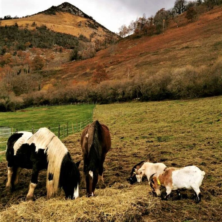 Vegan Animal Shelter France
