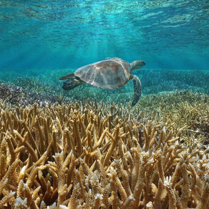 Oceania