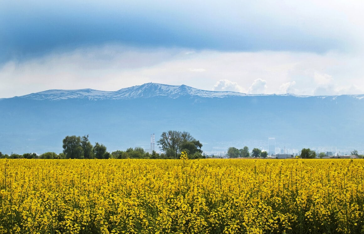 bulgaria-flowers