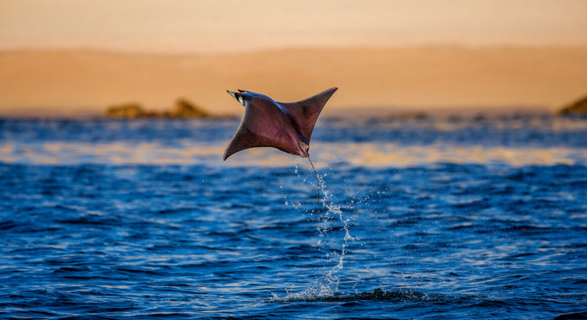 manta ray jumps out of the water