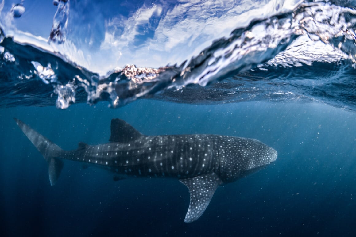 snorkelling 101 whale shark