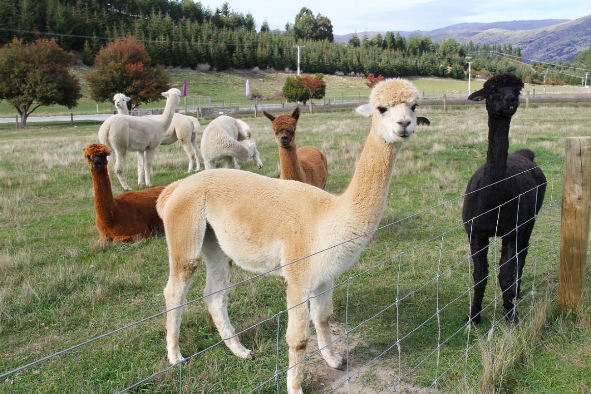 Alpaca New Zealand