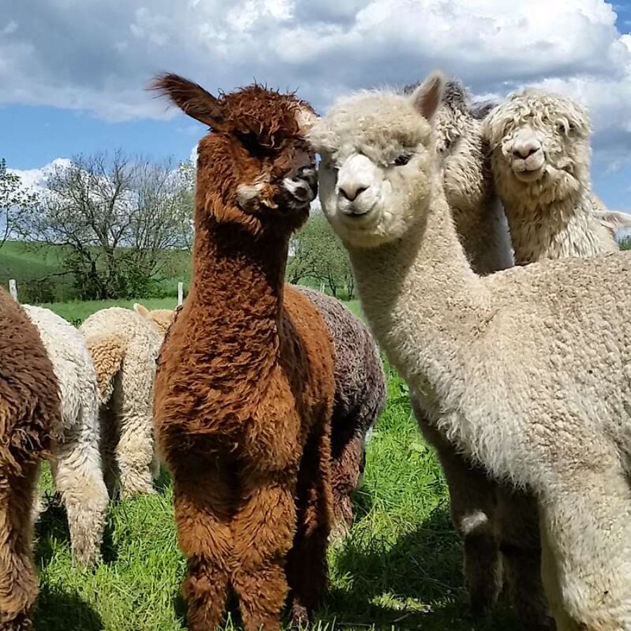 Alpaca care and Animal assisted Therapy Germany