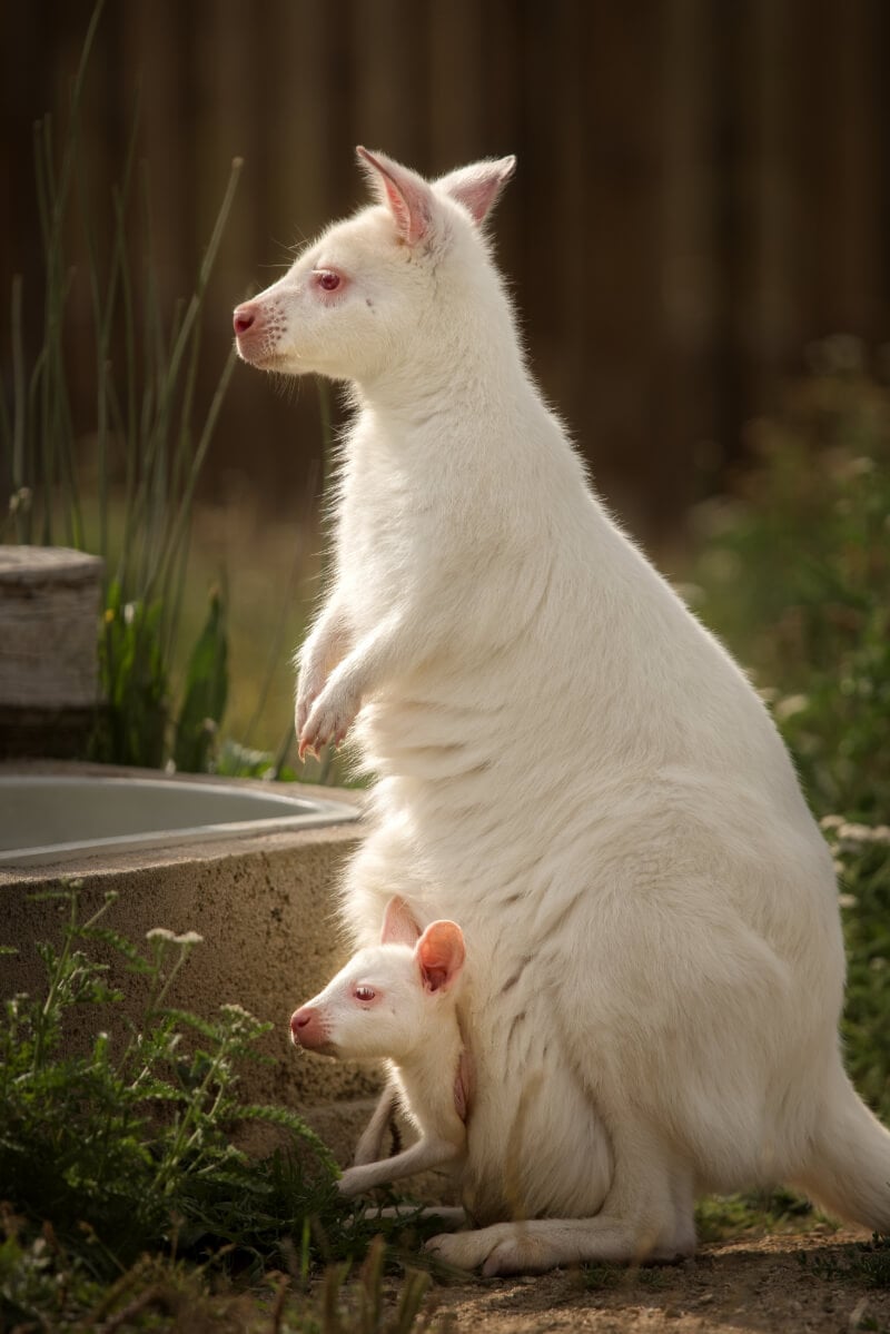 An albino wallaby on Bruny Island - popular sightseeing in Tasmania