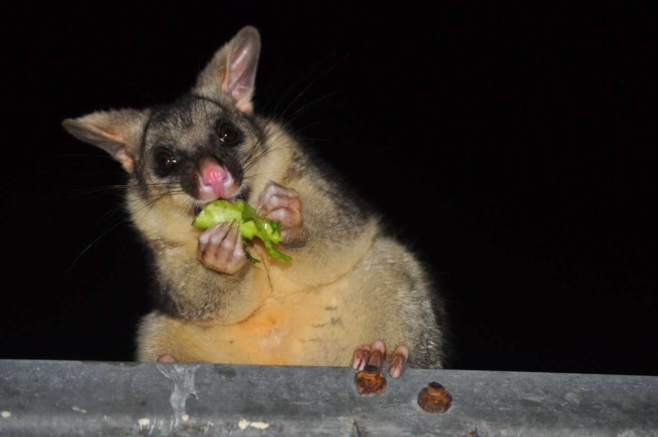 A ringtail possum eating food scraps in a campsite in Tasmania