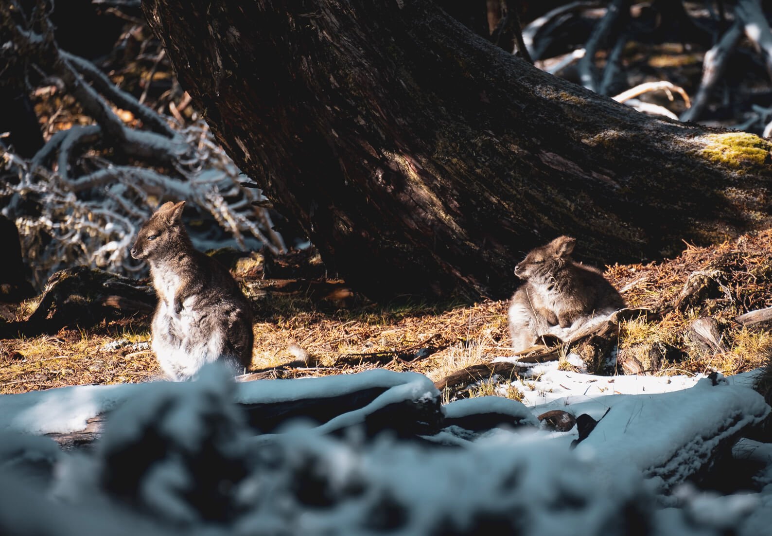 Two fluffy wallabies in The Walls of Jerusalem National Park during Tasmania's winter
