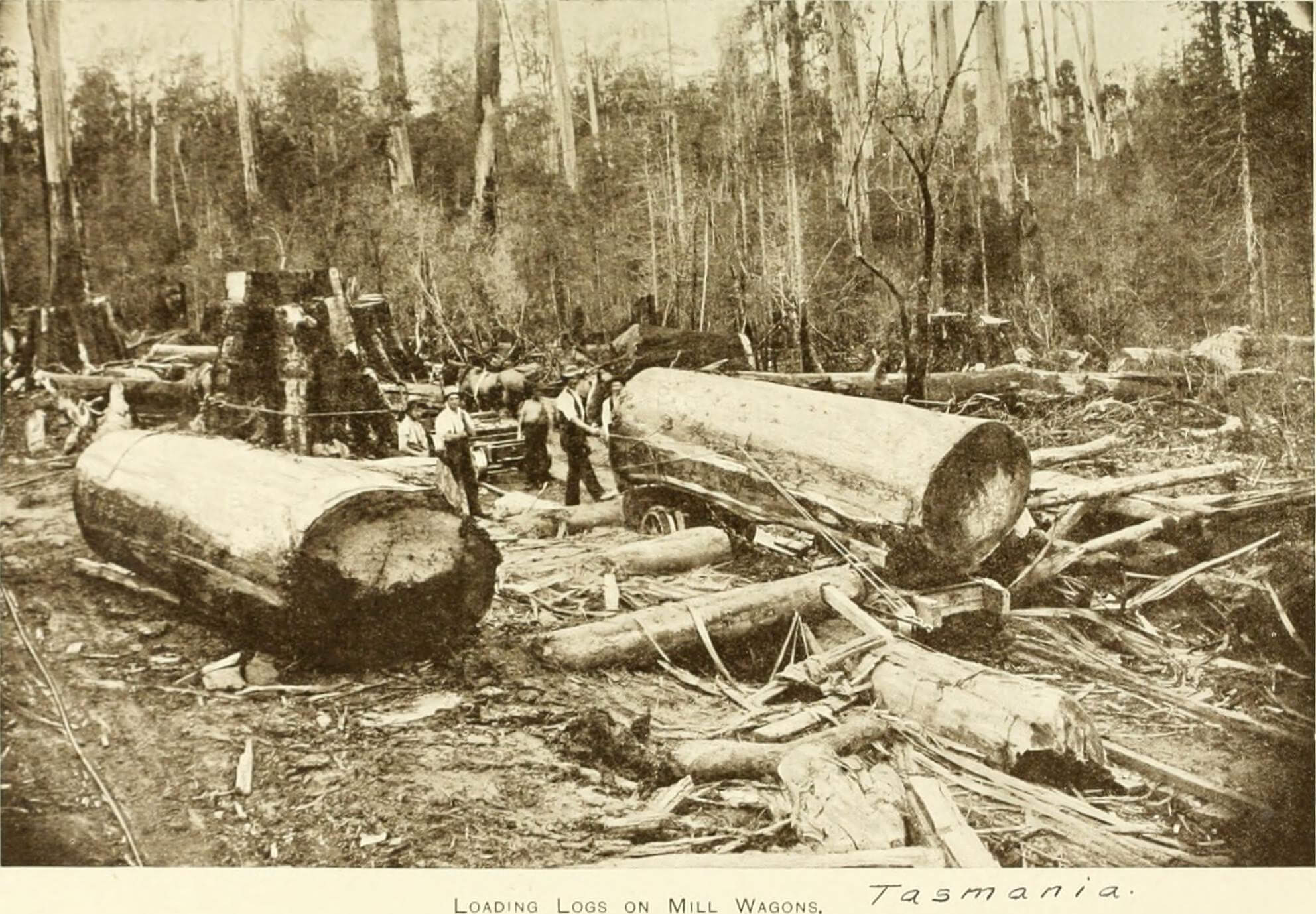 A historical photo of deforestation on the West Coast of Tasmania circa 1910