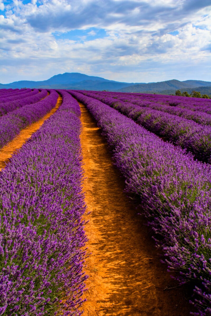 A famous lavendar farm in Tasmania