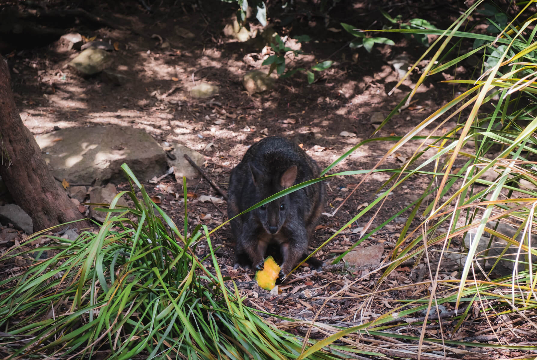 A pademelon eating a melon scrap at Cataract Gorge, a popular attraction in Launceston