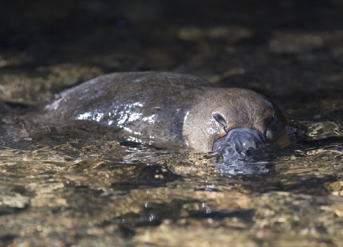 A platypus swimming near a campsite in Tasmania