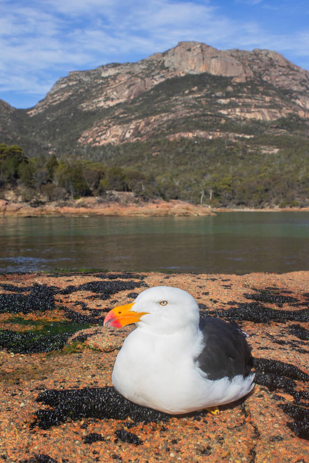 A seagull chilling in Honeymoon Bay under a granite Hazard mountain of Freycinet National Park