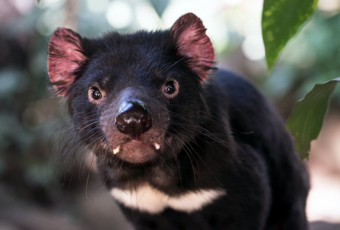 A Tasmanian Devil - a famous and rare thing to see in Tasmania
