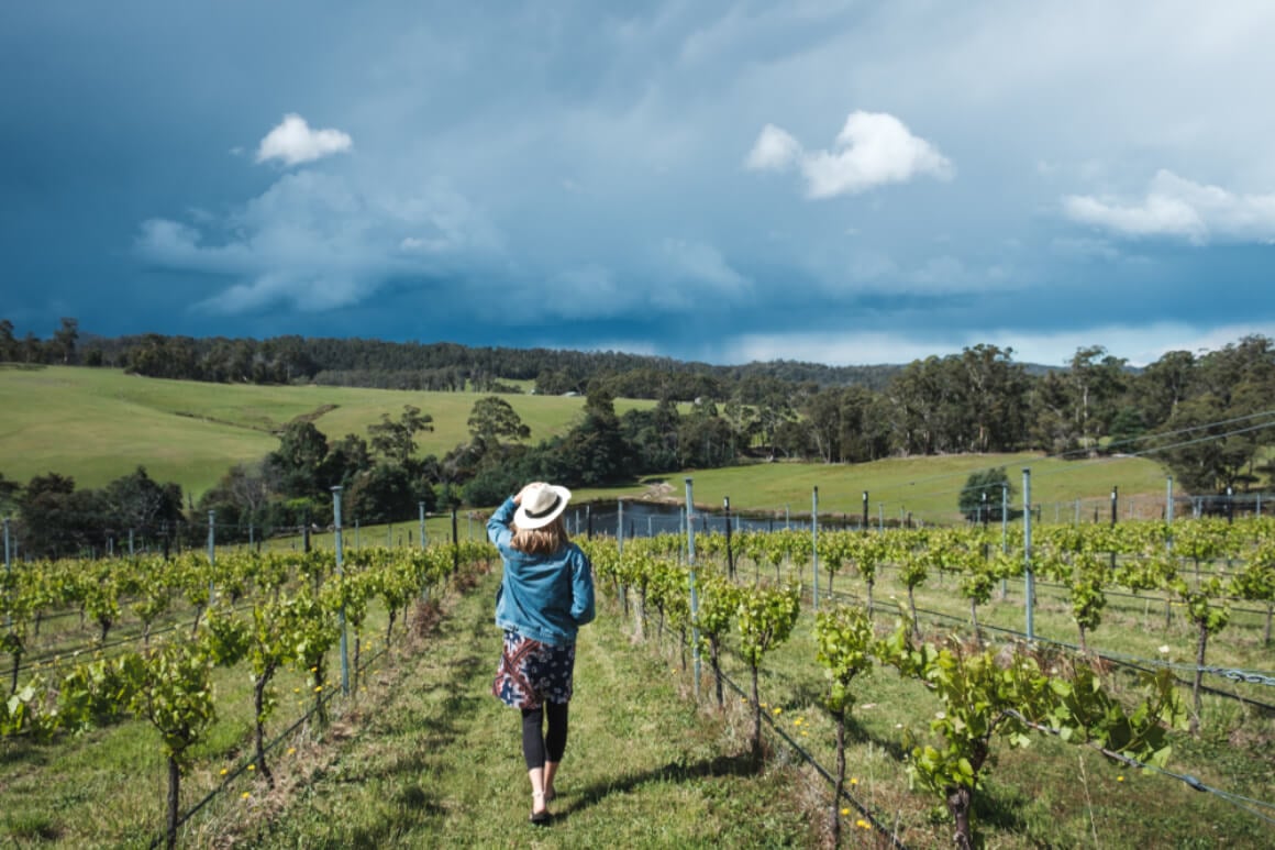A traveller in Tasmania working in a vineyard - a classic backpacker job of choice