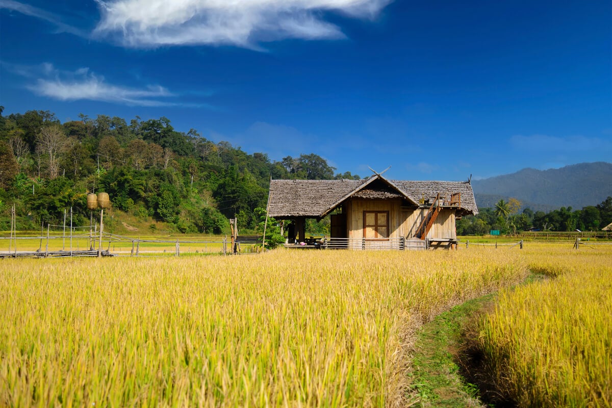 wooden homestay in grassy field in thailand