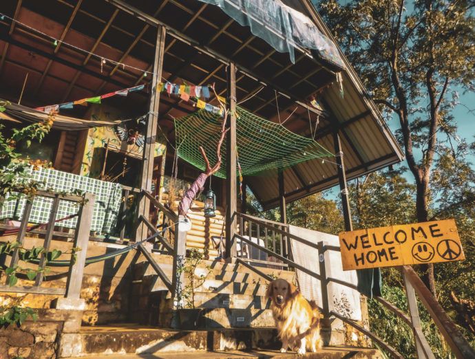 dog standing outside of a hostel in sri lanka