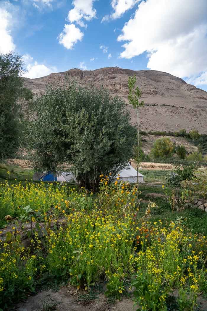yellow flowers in garden with tan mountains in background homestay in pakistan