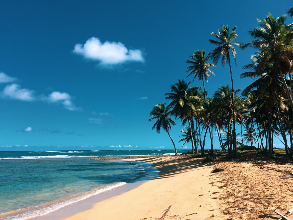 a bunch of palm trees along a sandy beach in the dominican republic