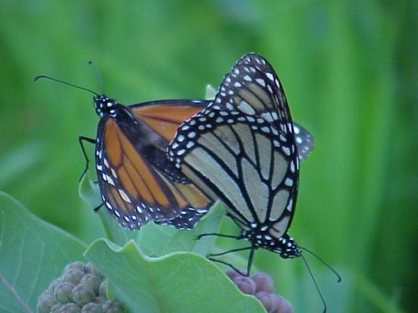 Monarch Butterfly Conservation Mexico