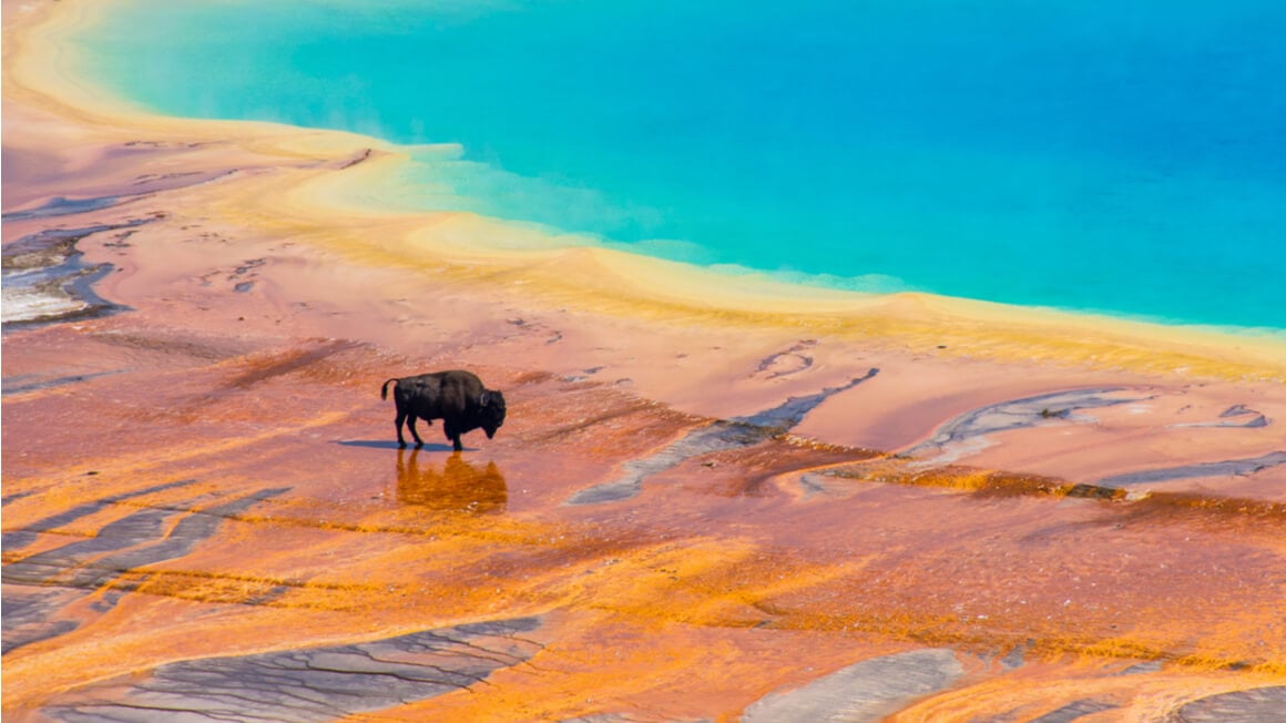 bison standing near geyser in yellowstone national park backpacking usa