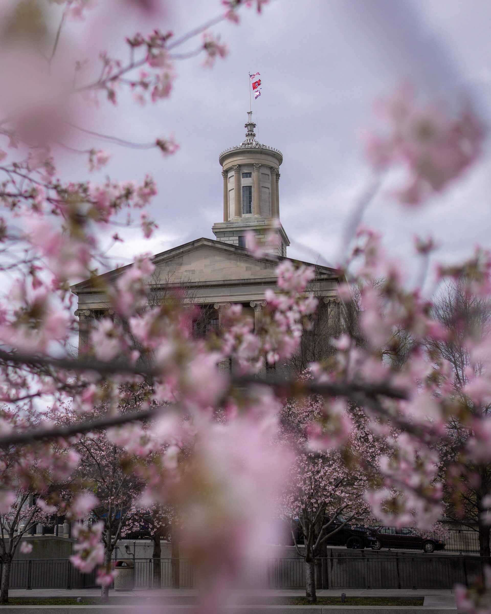 pink flowers framed with a historical building in nashville