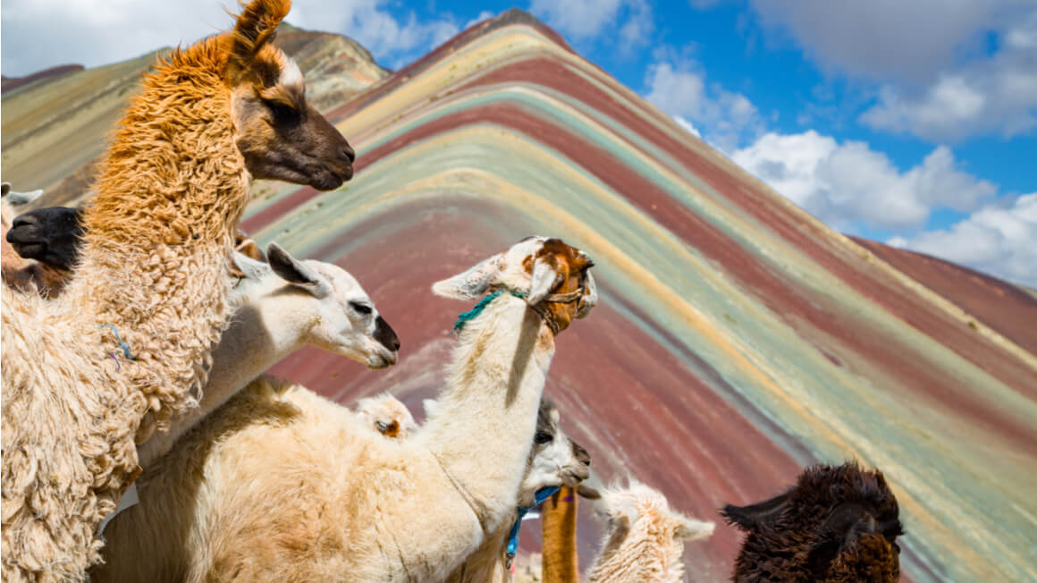 llamas at rainbow mountains backpacking peru