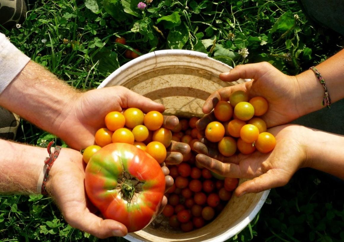 Learn Organic Farming Techniques in the Himalayas, Nepal