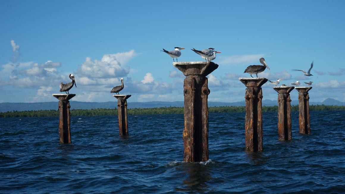 Pelican standing on beams from the water Punta el Cortecito, Punta Cana Dominican Republic. 