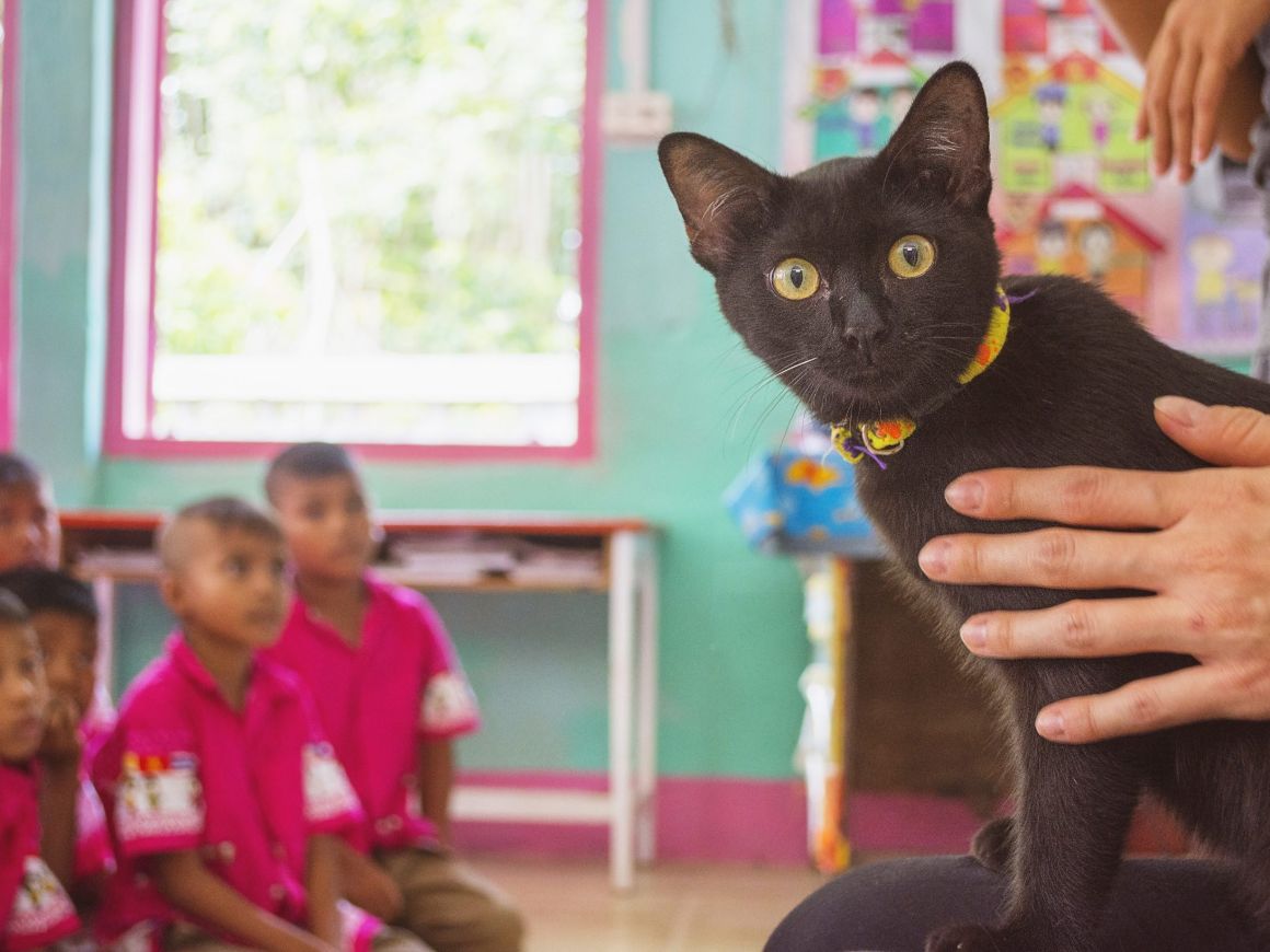 Koh Lanta Animal Welfare, Thailand