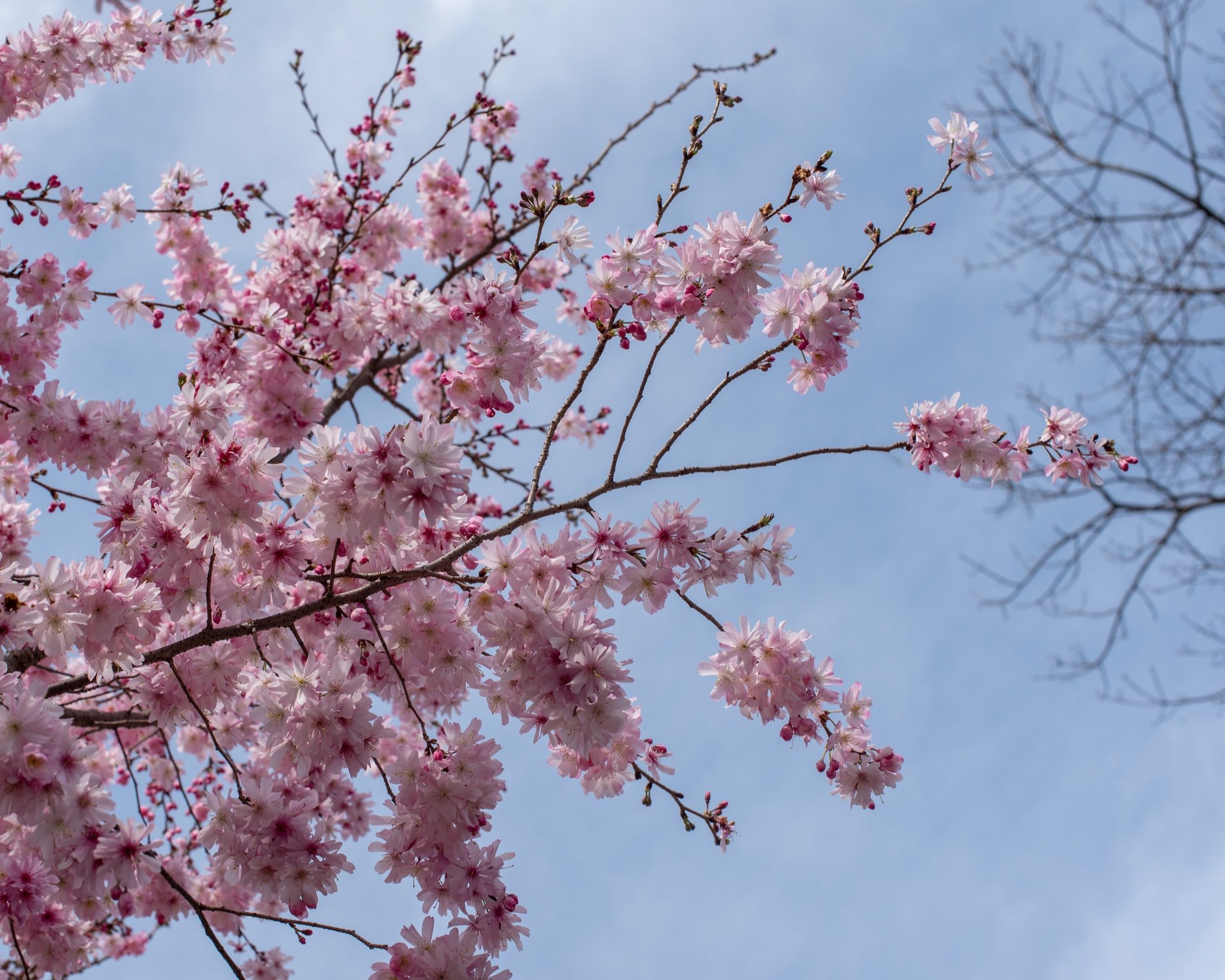 pink cherry blossoms in philadelphia set against a blue sky