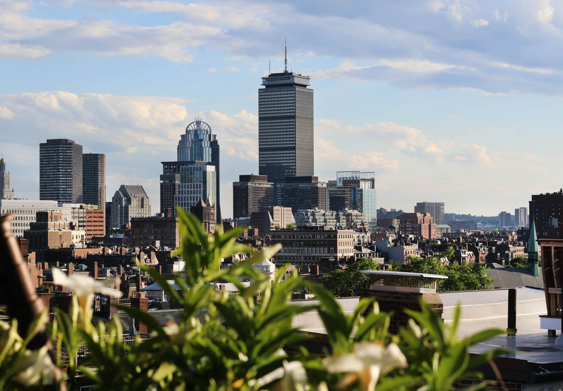boston skyline scene from behind a plant in summer